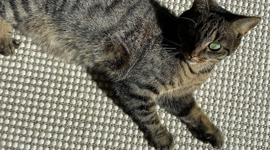 vloerkleed geschikt voor katten